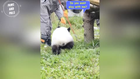 Playing with zookeeper funny baby pandas