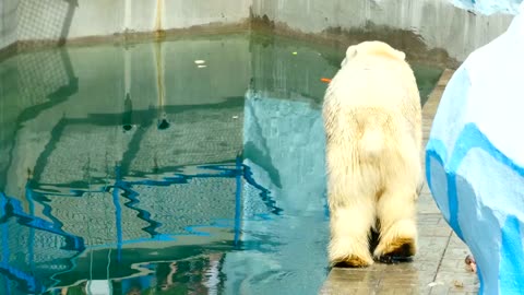 Polar bear walking at the zoo