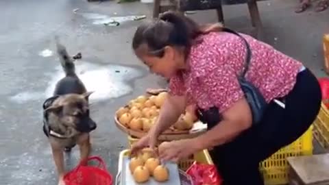 Amazing dog going shopping at the market.