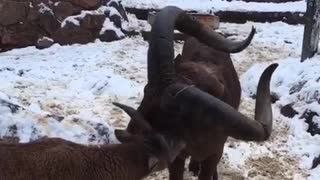 Tender family from the Moscow zoo