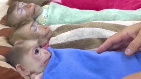 Funny monkeys 🤣🤣