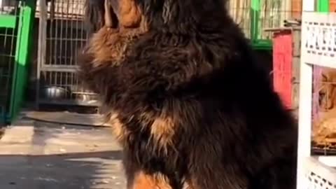 Big lion dog