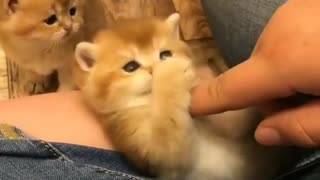 Precious Little Kittens Will Definitely Melt Your Heart