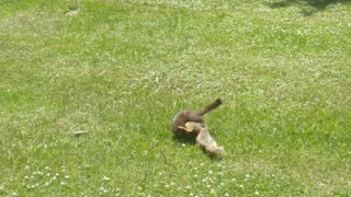 Squirrel and Mink Duke it Out in Park