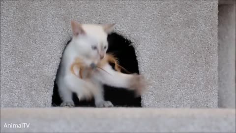 Siamese Kittens Playing - Cute Compilation