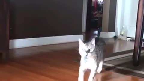 Grey cat plays fetch with purple slinky