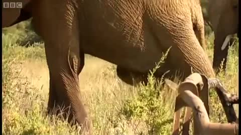 Elephant with a Broken Leg | BBC Earth