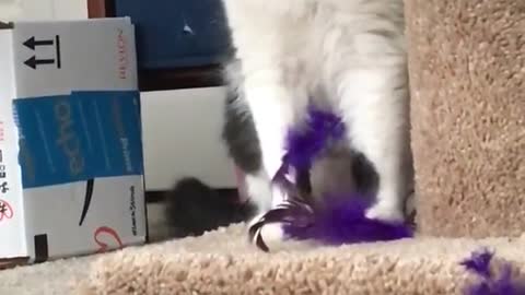 Black and white cat playing with purple feather toys