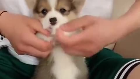 Small Cute dog videos