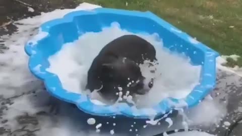 pitbull bathes and plays