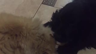 Battle Dog vs Cat