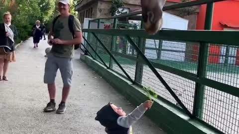 Baby feeding a giraffe