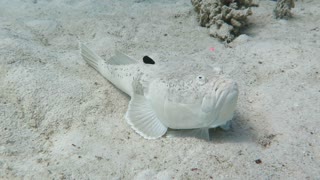 Rare Encounter with Poisonous Stargazer Fish