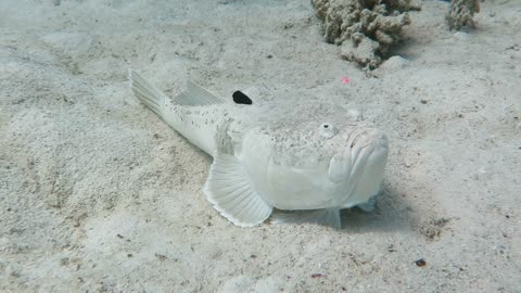 Rare Encounter with Poisonous Stargazer Fish