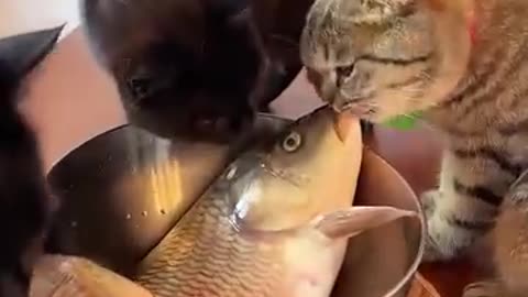 Cats and the fish