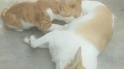 Mama Dog breastfeeding two hungry cat