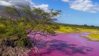 Pretty Pink Pond