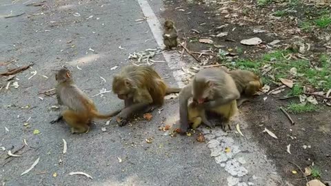 funny monkey video 2024