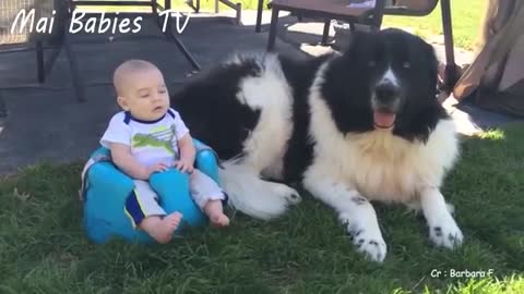 🐶CACHORROS E BEBÊS BRINCANDO JUNTOS COMPILAÇÃO☑️