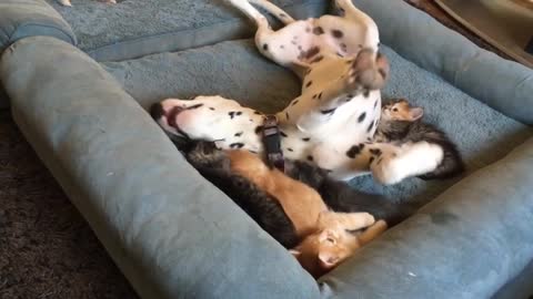 playtime with foster kittens Dalmatian enjoys cute