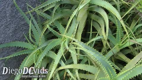 Aloe arborescens (Asphodeloideae) planta Babosa, 60fps