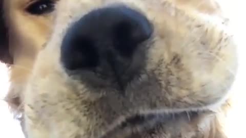 Look How Funny this Dog Is Recorded