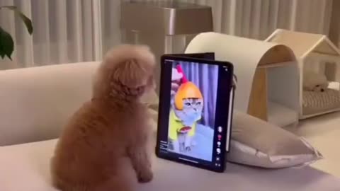 Funny Pets Videos 2022 🤣🤣