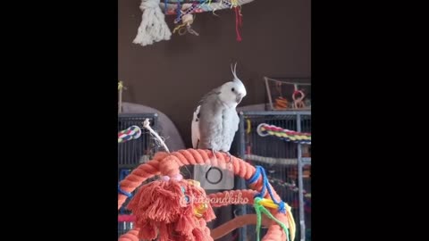 Cute Cockatiel singing-funny