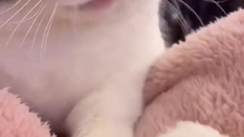 Cute funny cat video 2021