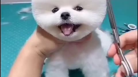 Cute Dog 🐕 Video 😻