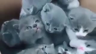 Omg So Cute Kittens