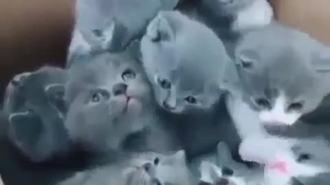 Omg So Cute Kittens