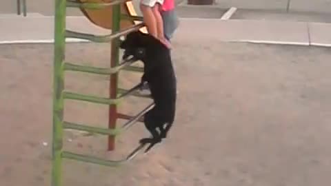 Dog in Mexico climbs ladder to go down slide