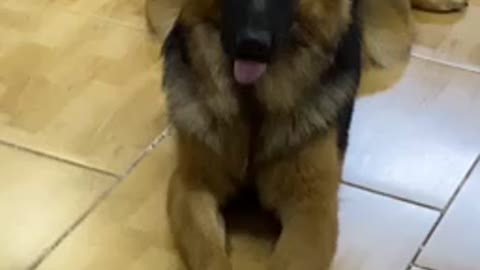 Cute German Shepherd waiting for treats.