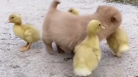 Cute dog and duck 🦆