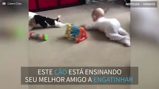 Cão tenta ensinar bebê a engatinhar