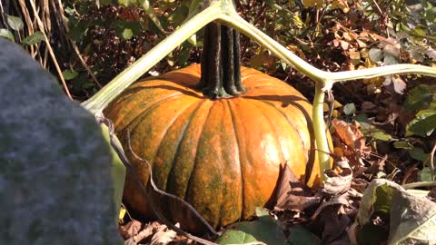 How to Quickly Ripen A Pumpkin