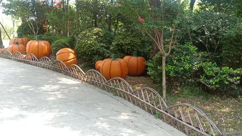 These pumpkins are really big