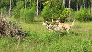 White German Shepherd stalking his Prey