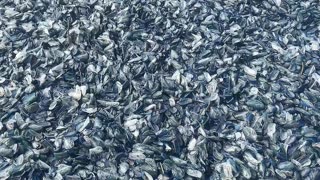 Millions of Small Blue Creatures Wash Up On Oregon Coast