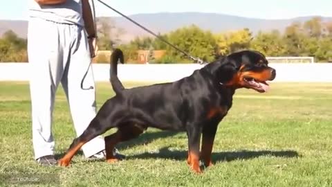 THE WORLD'S MOST STRONGEST DOGS