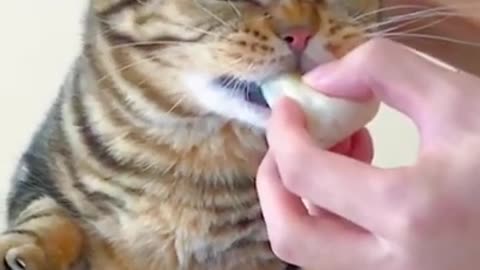 Wow Gread Top Amazing Cat cute lovely _shorts _funnyanimals(720P_HD)