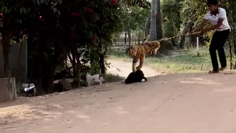 Funny Lion & Tiger Pranks on dogs