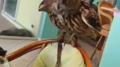 the owl steals my food