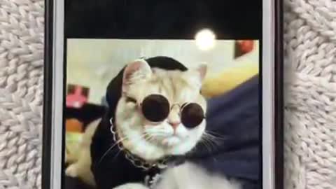 Cute best cat funny video.