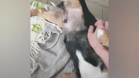 Puppy enjoying tummy tucking