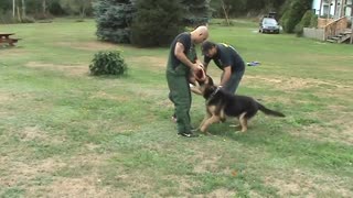 GERMAN SHEPHERD PROTECTING 4 YEAR OLD LITTLE GIRL FROM BAD GUY