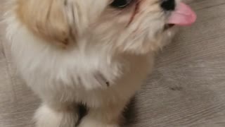 White dog licks peanut butter off red stick