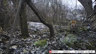 Backyard Trail Cam - Can Red Squirrels Fly?