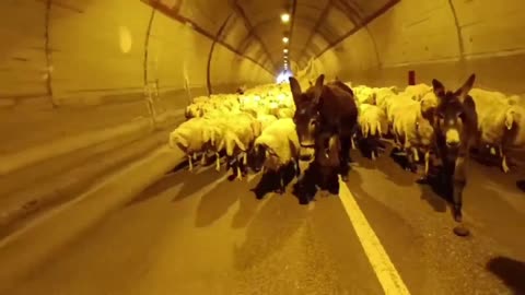 Sheep Herd Blocks Tunnel Traffic